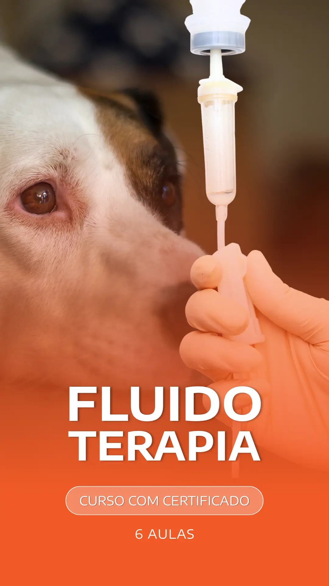 Curso VetEduka 11