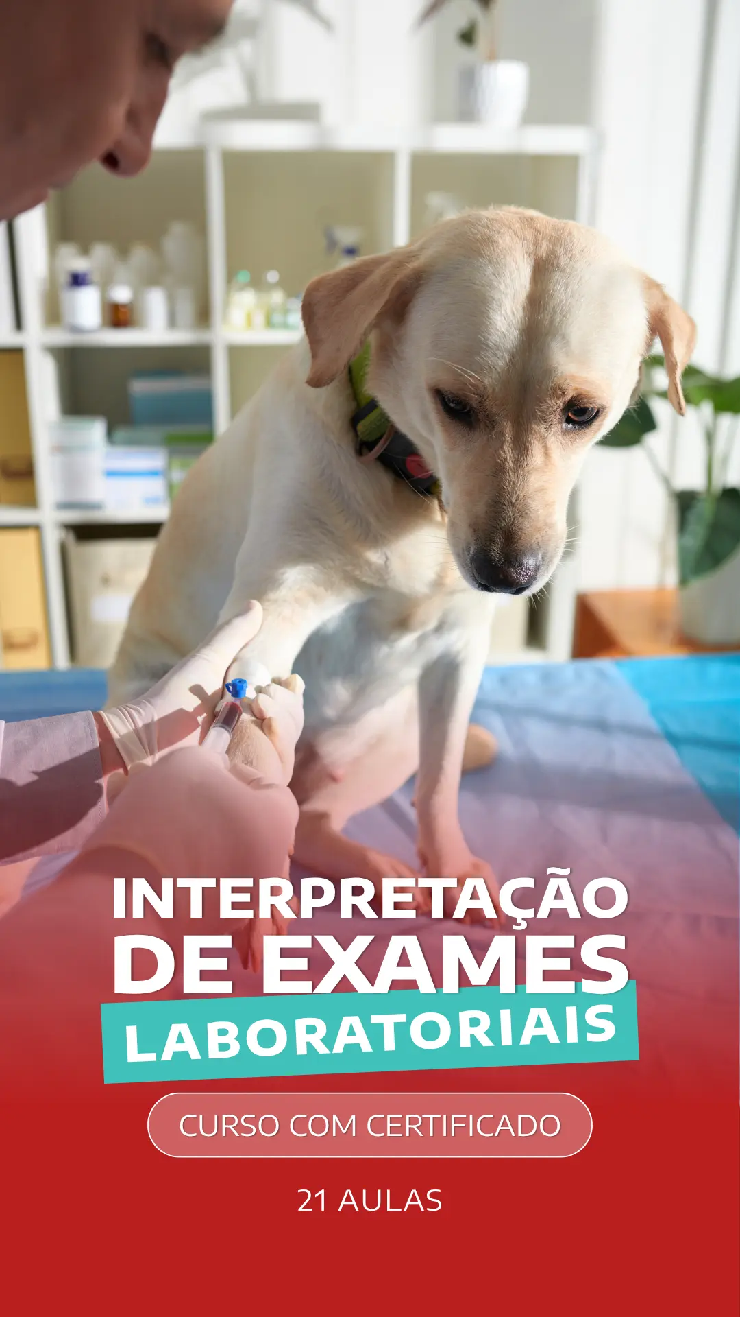 Curso VetEduka 14