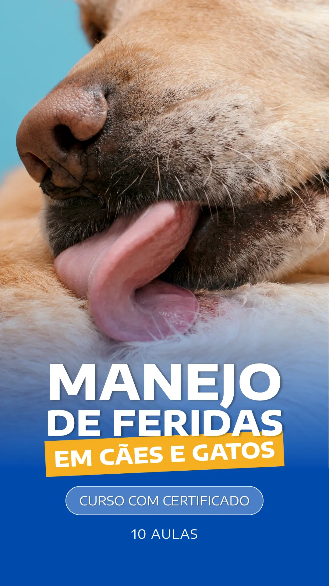 Curso VetEduka 16