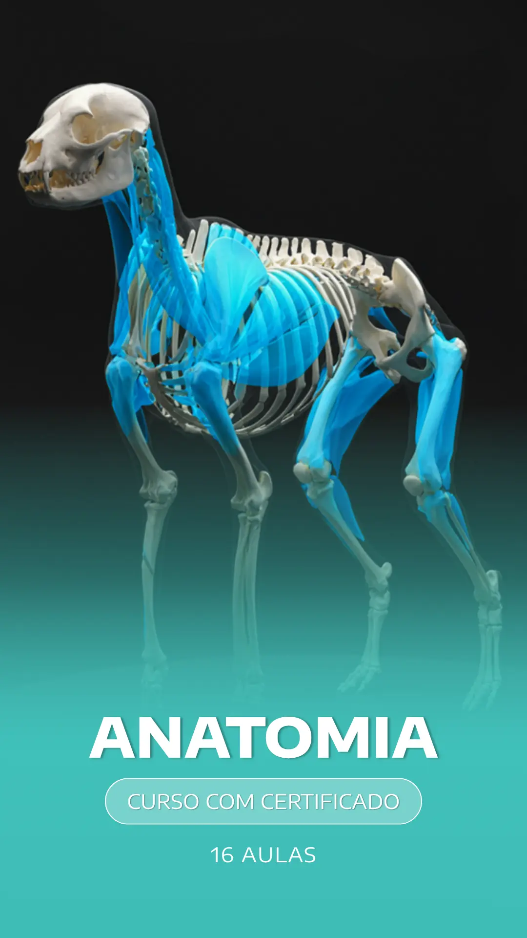 Curso VetEduka 2